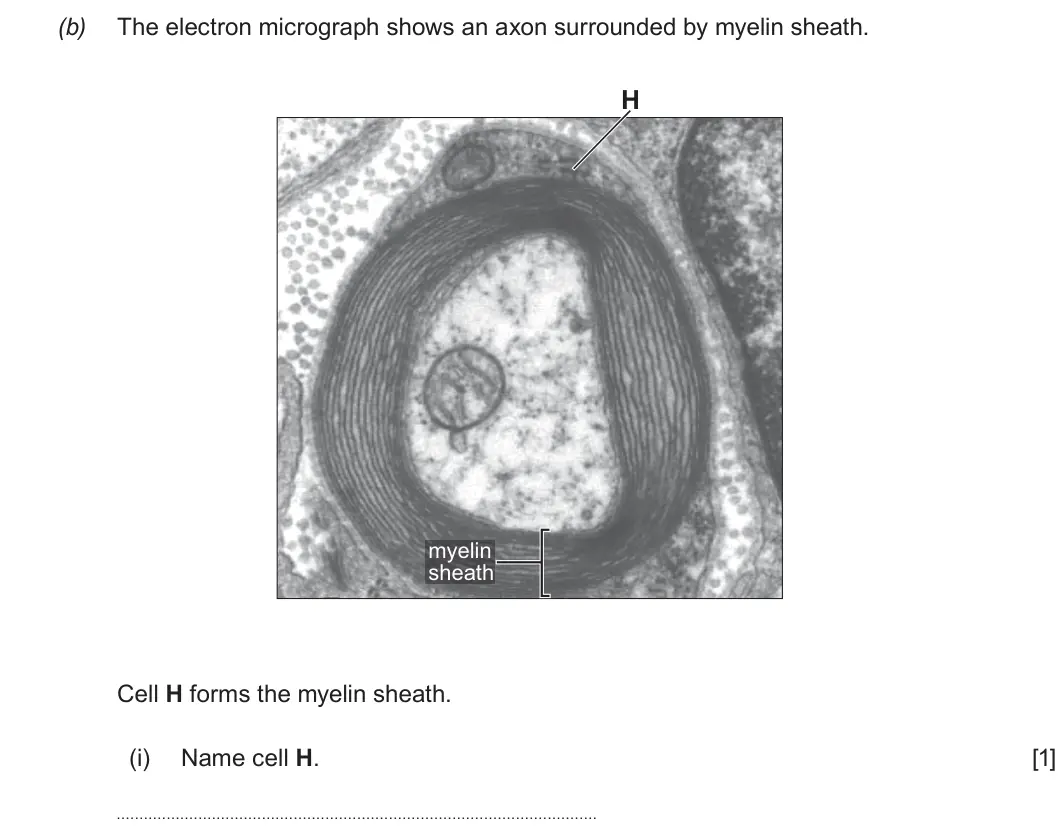 Summer 2019 Unit 3, question 1(b)(i): Name cell H. [1]