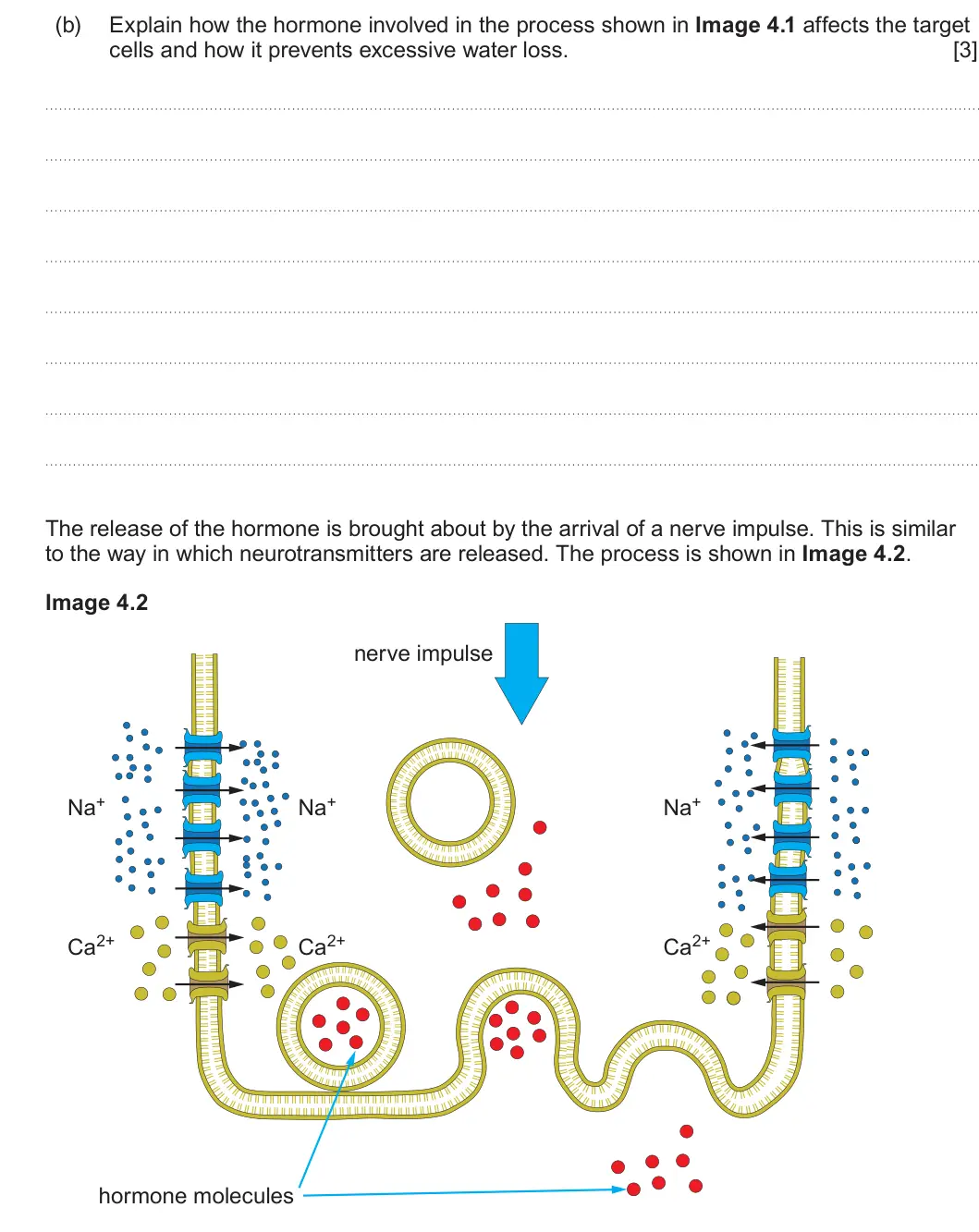 Summer 2022 Unit 3, question 4(b): Explain how the hormone involved in the process shown in Image 4.1 affects the target cells and how it prevents excessive water loss. [3] The release of the hor