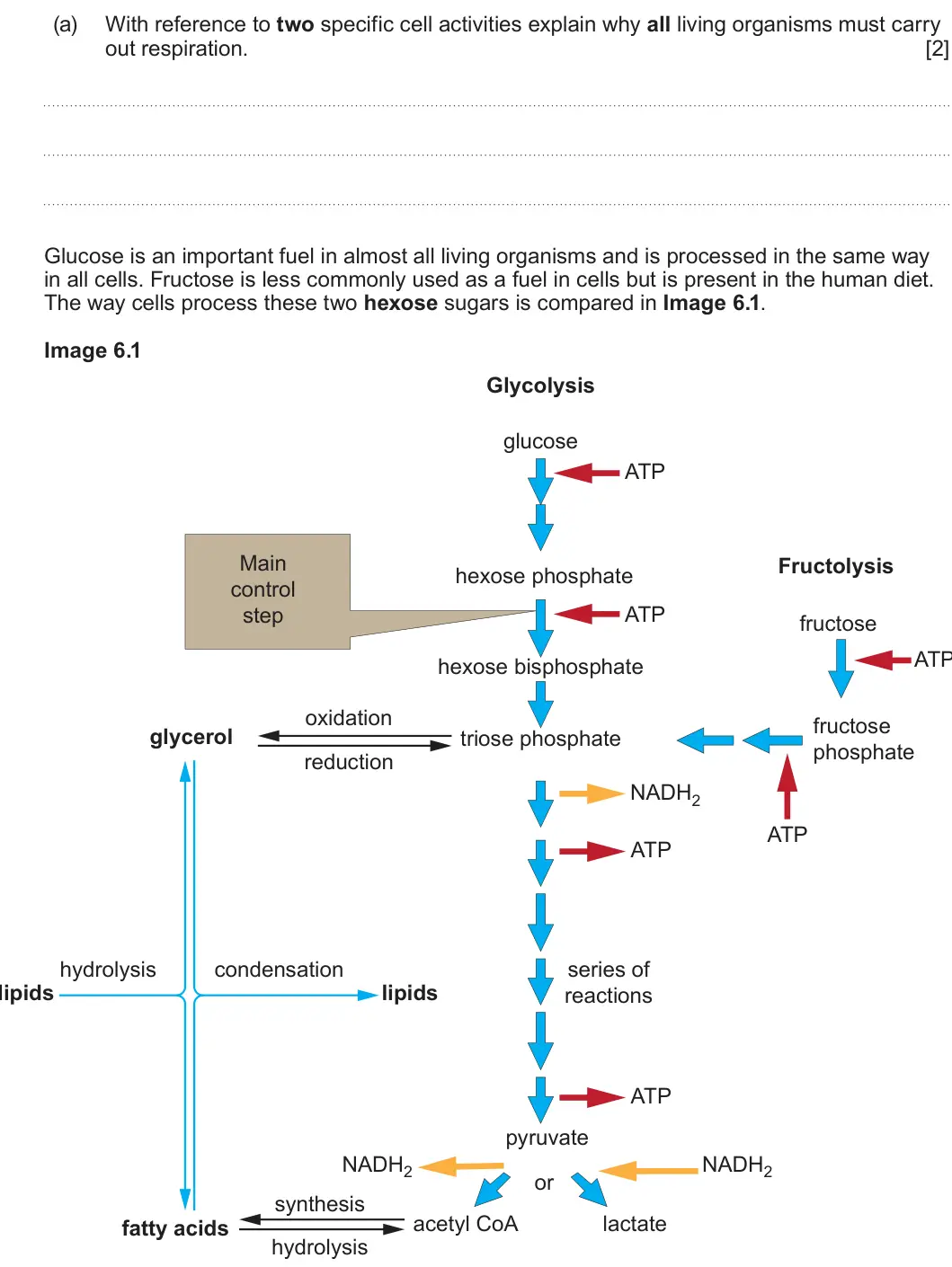 Summer 2022 Unit 3, question 6(a): With reference to two specific cell activities explain why all living organisms must carry out respiration. [2] Glucose is an important fuel in almost all livin
