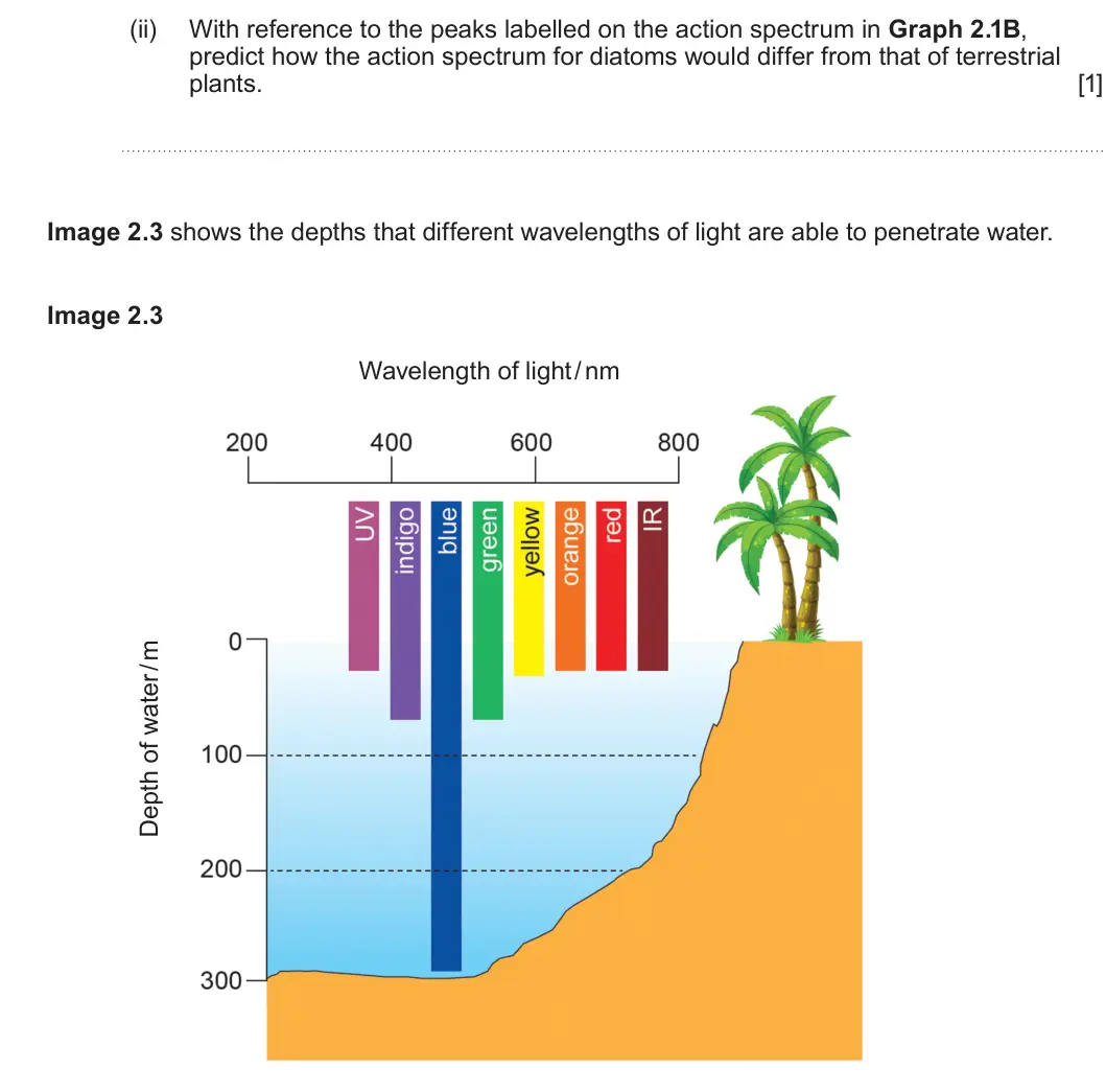 Summer 2023 Unit 3, question 2(b)(ii): With reference to the peaks labelled on the action spectrum in Graph 2.1B, predict how the action spectrum for diatoms would differ from that of terrestrial pla