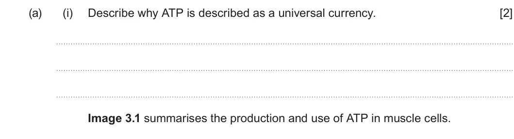 Summer 2023 Unit 3, question 3(a)(i): Describe why ATP is described as a universal currency. [2] Image 3.1 summarises the production and use of ATP in muscle cells.