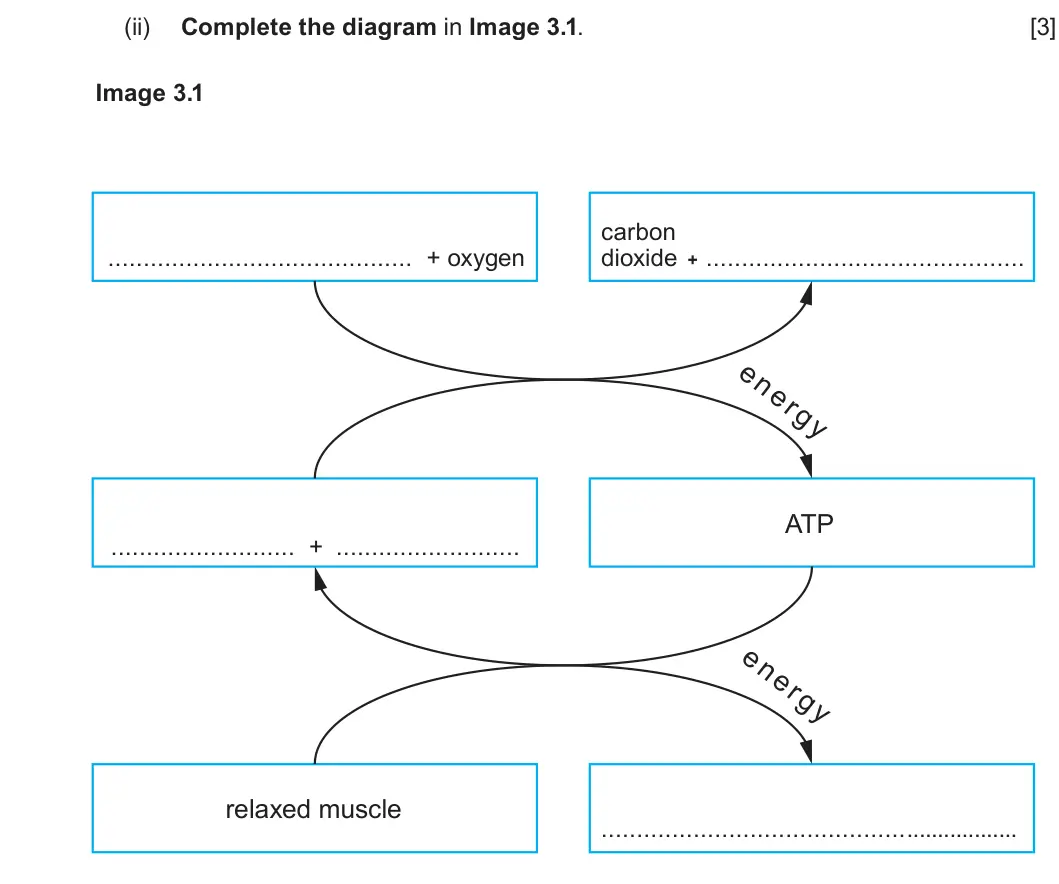Summer 2023 Unit 3, question 3(a)(ii): Complete the diagram in Image 3.1. [3] Image 3.1 carbon dioxide + + oxygen ATP + relaxed muscle