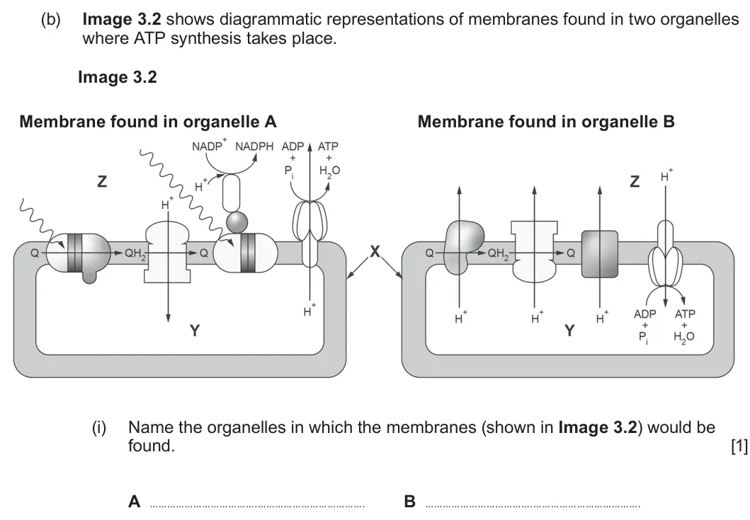 Summer 2023 Unit 3, question 3(b)(i): Name the organelles in which the membranes (shown in Image 3.2) would be found. [1] A . . B . .