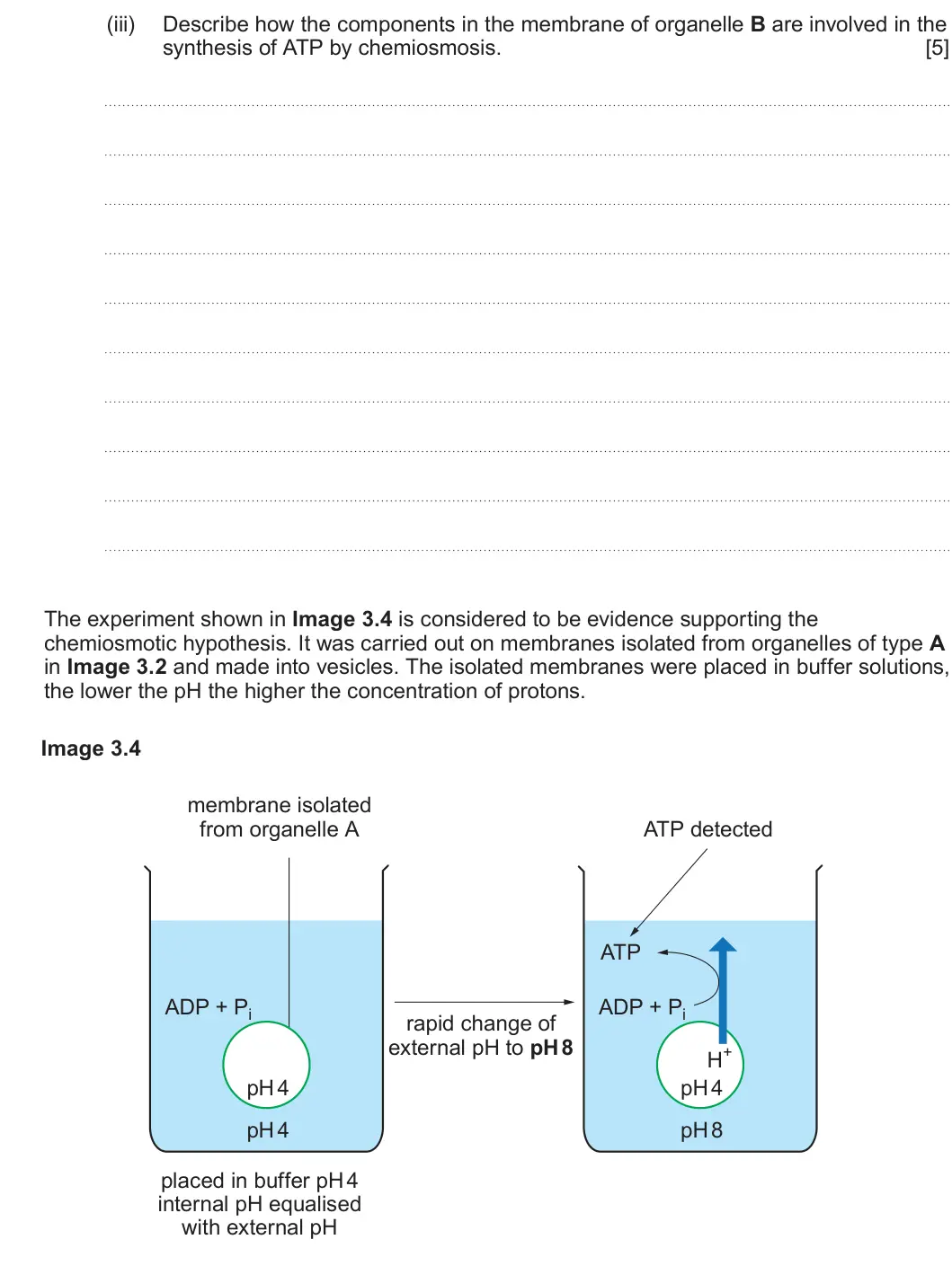Summer 2023 Unit 3, question 3(b)(iii): Describe how the components in the membrane of organelle B are involved in the synthesis of ATP by chemiosmosis. [5] The experiment shown in Image 3.4 is consid
