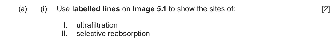 Summer 2023 Unit 3, question 5(a)(i): Use labelled lines on Image 5.1 to show the sites of: [2] I. ultrafiltration II. selective reabsorption