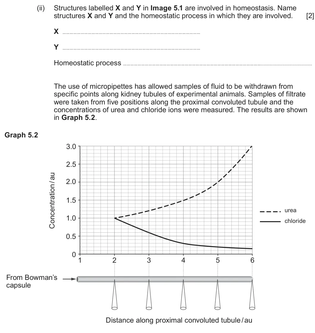 Summer 2023 Unit 3, question 5(a)(ii): Structures labelled X and Y in Image 5.1 are involved in homeostasis. Name structures X and Y and the homeostatic process in which they are involved. [2] X Y Ho