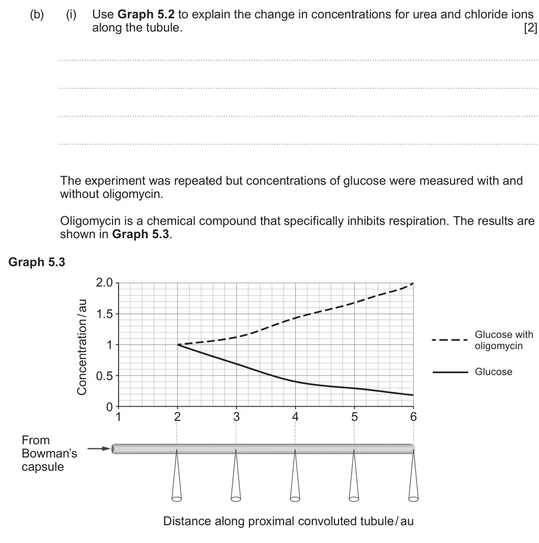 Summer 2023 Unit 3, question 5(b)(i): Use Graph 5.2 to explain the change in concentrations for urea and chloride ions along the tubule. [2] The experiment was repeated but concentrations of glucose