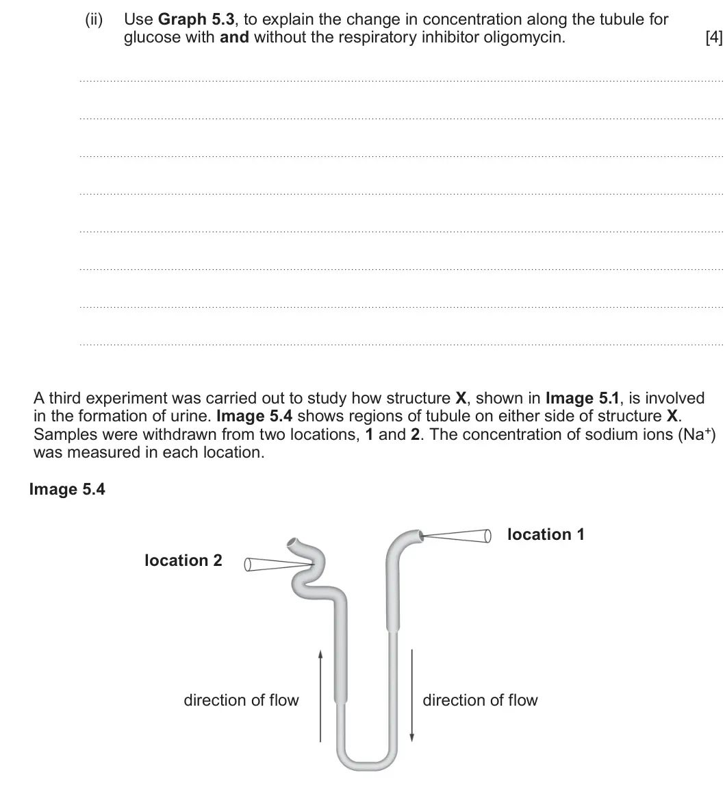 Summer 2023 Unit 3, question 5(b)(ii): Use Graph 5.3, to explain the change in concentration along the tubule for glucose with and without the respiratory inhibitor oligomycin. [4] A third experiment