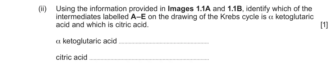 Summer 2024 Unit 3, question 1(a)(ii): Using the information provided in Images 1.1A and 1.1B, identify which of the intermediates labelled A–E on the drawing of the Krebs cycle is α ketoglutaric aci