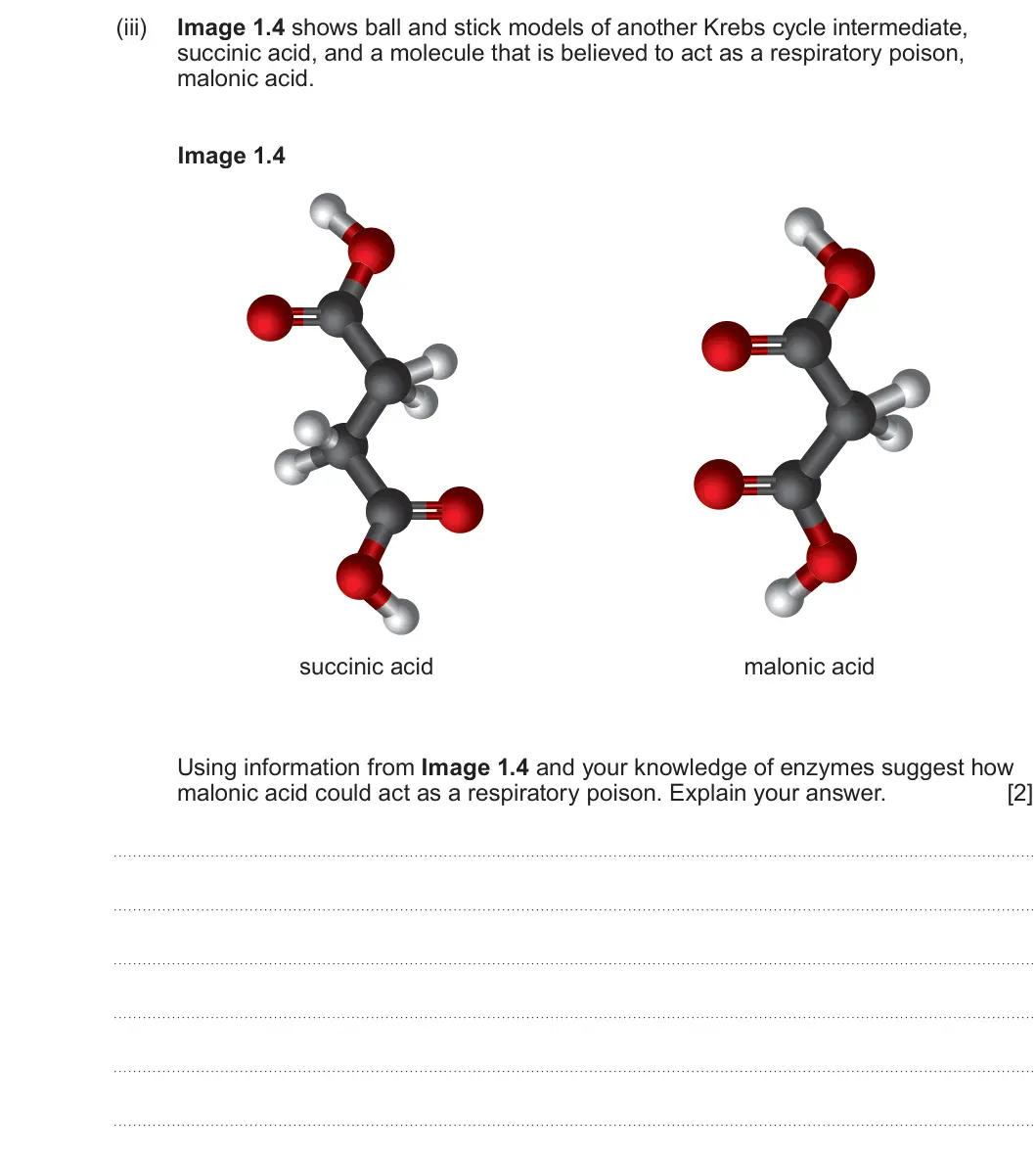 Summer 2024 Unit 3, question 1(b)(iii): Image 1.4 shows ball and stick models of another Krebs cycle intermediate, succinic acid, and a molecule that is believed to act as a respiratory poison, maloni