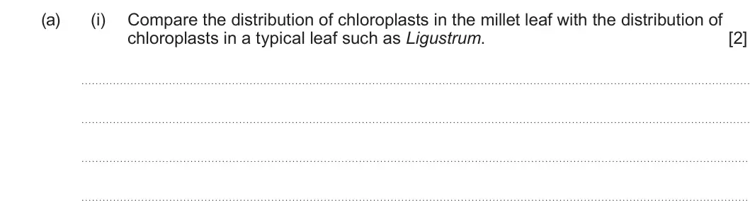 Summer 2024 Unit 3, question 2(a)(i): Compare the distribution of chloroplasts in the millet leaf with the distribution of chloroplasts in a typical leaf such as Ligustrum. [2]