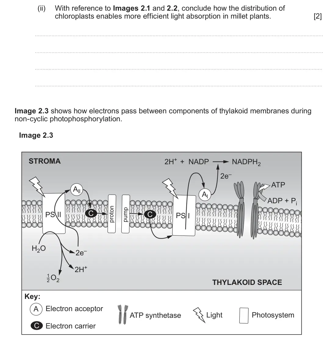 Summer 2024 Unit 3, question 2(a)(ii): With reference to Images 2.1 and 2.2, conclude how the distribution of chloroplasts enables more efficient light absorption in millet plants. [2] Image 2.3 show