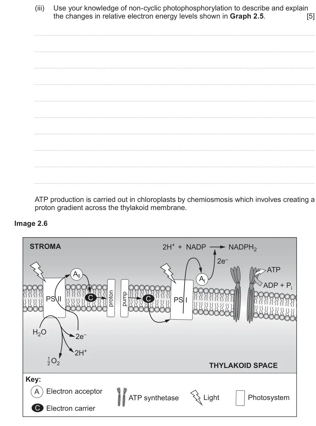 Summer 2024 Unit 3, question 2(b)(iii): Use your knowledge of non-cyclic photophosphorylation to describe and explain the changes in relative electron energy levels shown in Graph 2.5. [5] ATP product