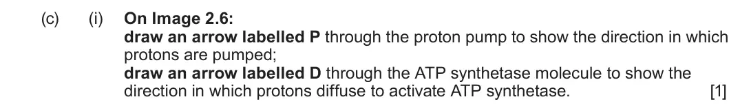 Summer 2024 Unit 3, question 2(c)(i): On Image 2.6: draw an arrow labelled P through the proton pump to show the direction in which protons are pumped; draw an arrow labelled D through the ATP synth