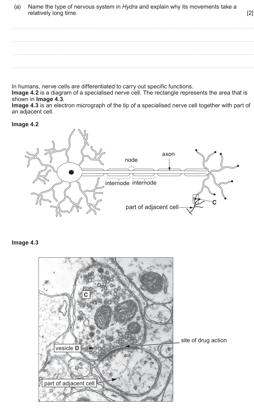 Summer 2024 Unit 3, question 4(a): Name the type of nervous system in Hydra and explain why its movements take a relatively long time. [2] In humans, nerve cells are differentiated to carry out s