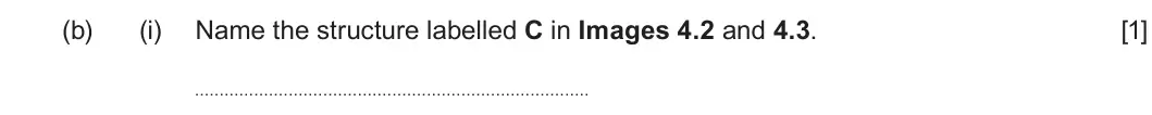 Summer 2024 Unit 3, question 4(b)(i): Name the structure labelled C in Images 4.2 and 4.3. [1]