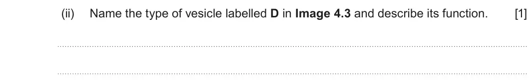 Summer 2024 Unit 3, question 4(b)(ii): Name the type of vesicle labelled D in Image 4.3 and describe its function. [1]
