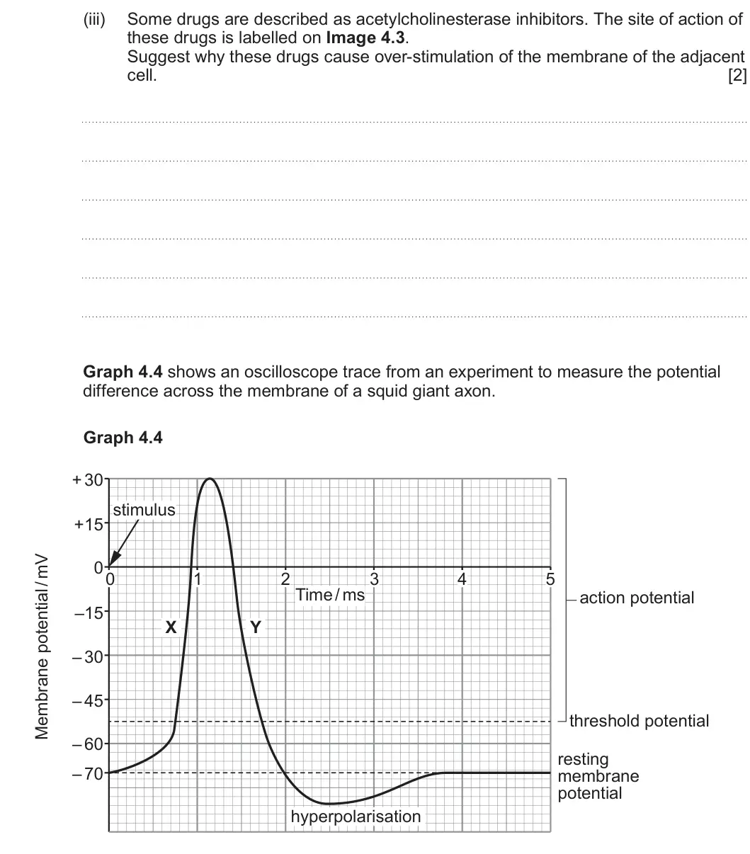 Summer 2024 Unit 3, question 4(b)(iii): Some drugs are described as acetylcholinesterase inhibitors. The site of action of these drugs is labelled on Image 4.3. Suggest why these drugs cause over-stim