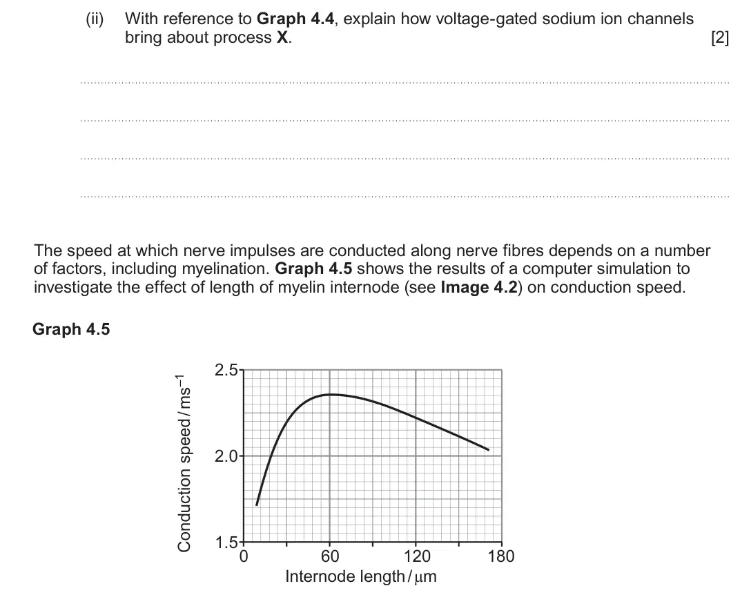 Summer 2024 Unit 3, question 4(c)(ii): With reference to Graph 4.4, explain how voltage-gated sodium ion channels bring about process X. [2] The speed at which nerve impulses are conducted along nerv
