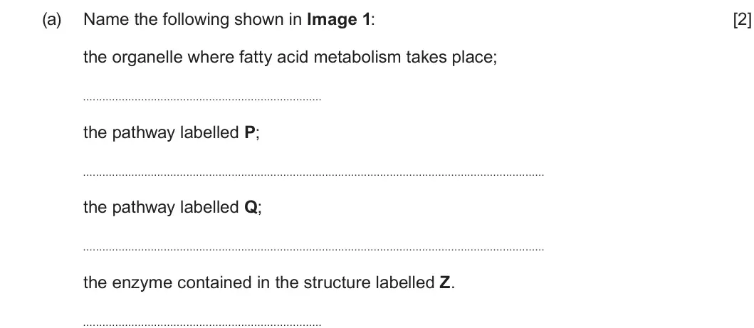 Summer 2025 Unit 3, question 1(a): Name the following shown in Image 1: [2] the organelle where fatty acid metabolism takes place; the pathway labelled P; the pathway labelled Q; the enzyme conta