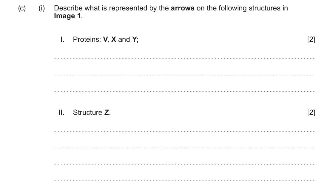 Summer 2025 Unit 3, question 1(c)(i): Describe what is represented by the arrows on the following structures in Image 1 I. Proteins: V, X and Y; [2] II. Structure Z. [2]
