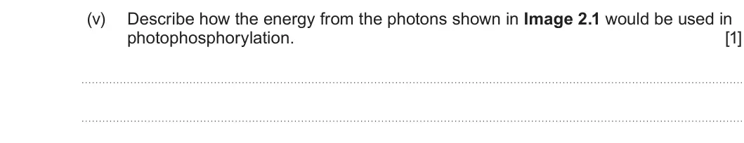 Summer 2025 Unit 3, question 2(a)(v): Describe how the energy from the photons shown in Image 2.1 would be used in photophosphorylation. [1]