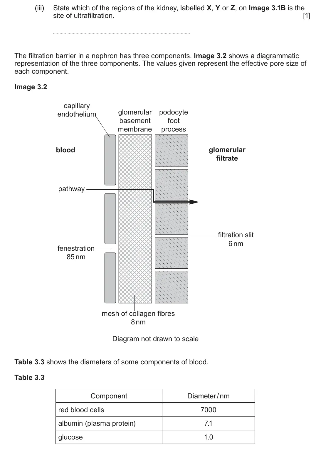 Summer 2025 Unit 3, question 3(a)(iii): State which of the regions of the kidney, labelled X, Y or Z, on Image 3.1B is the site of ultrafiltration. [1] The filtration barrier in a nephron has three co
