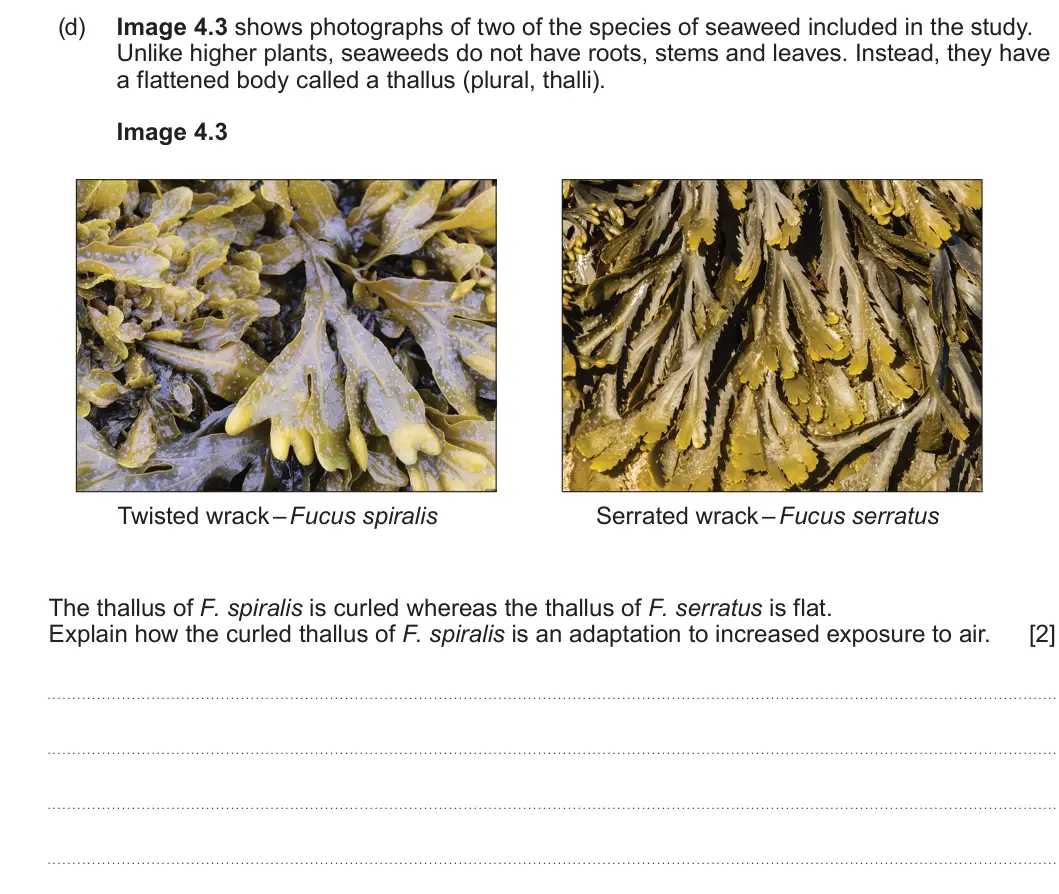 Summer 2025 Unit 3, question 4(d): Image 4.3 shows photographs of two of the species of seaweed included in the study. Unlike higher plants, seaweeds do not have roots, stems and leaves. Instead,