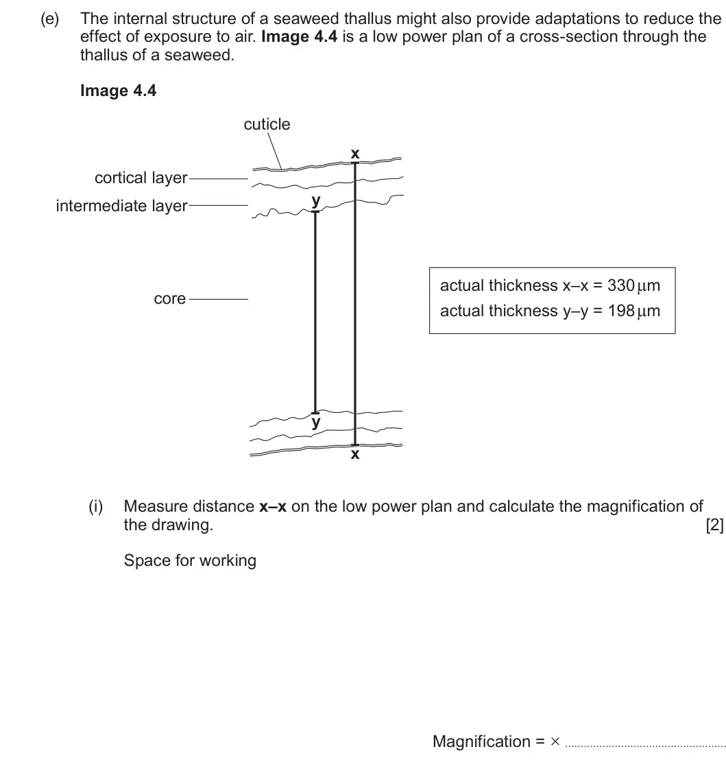 Summer 2025 Unit 3, question 4(e)(i): Measure distance x–x on the low power plan and calculate the magnification of the drawing. [2] Space for working Magnification = ×