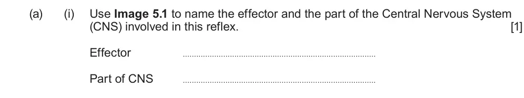 Summer 2025 Unit 3, question 5(a)(i): Use Image 5.1 to name the effector and the part of the Central Nervous System (CNS) involved in this reflex. [1] Effector Part of CNS