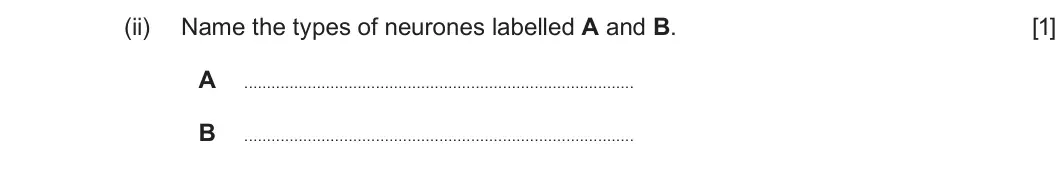 Summer 2025 Unit 3, question 5(a)(ii): Name the types of neurones labelled A and B. [1] A B