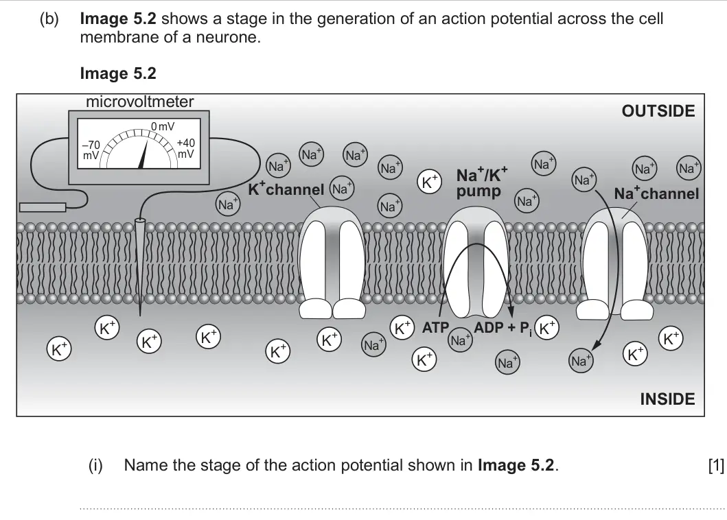 Summer 2025 Unit 3, question 5(b)(i): Name the stage of the action potential shown in Image 5.2. [1]