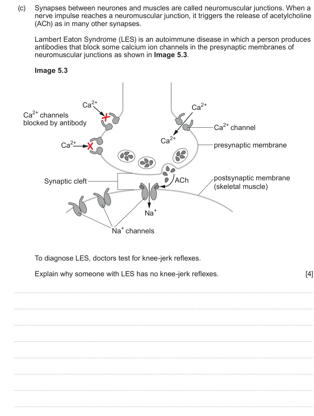 Summer 2025 Unit 3, question 5(c): Synapses between neurones and muscles are called neuromuscular junctions. When a nerve impulse reaches a neuromuscular junction, it triggers the release of acet