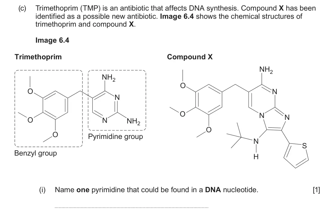 Summer 2025 Unit 3, question 6(c)(i): Name one pyrimidine that could be found in a DNA nucleotide. [1]