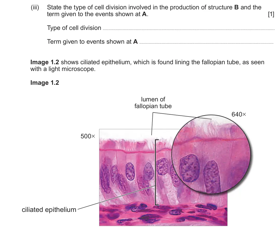 Summer 2022 Unit 4, question 1(a)(iii): State the type of cell division involved in the production of structure B and the term given to the events shown at A. [1] Type of cell division Term given to e