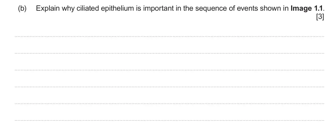 Summer 2022 Unit 4, question 1(b): Explain why ciliated epithelium is important in the sequence of events shown in Image 1.1. [3]