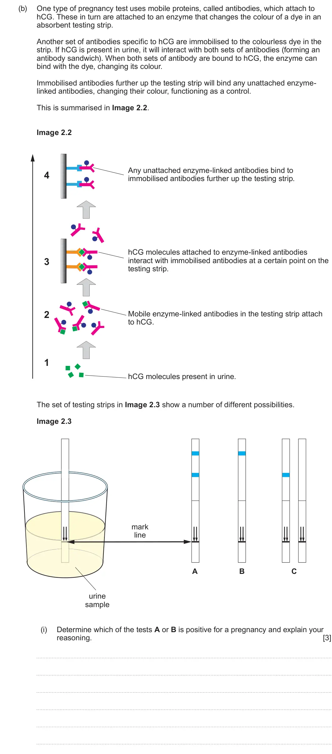 Summer 2022 Unit 4, question 2(b)(i): One type of pregnancy test uses mobile proteins, called antibodies, which attach to hCG. These in turn are attached to an enzyme that changes the colour of a dy