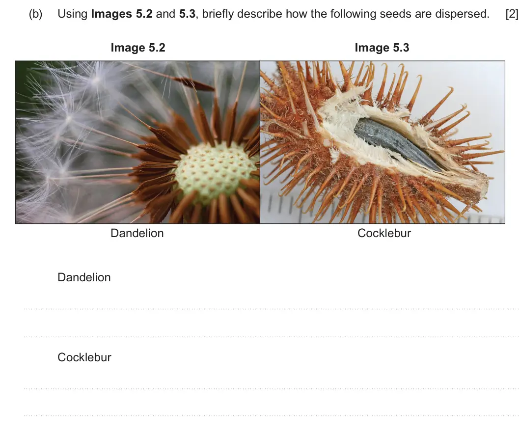 Summer 2022 Unit 4, question 5(b): Using Images 5.2 and 5.3, briefly describe how the following seeds are dispersed. [2] Image 5.2 Image 5.3 Dandelion Cocklebur Dandelion Cocklebur