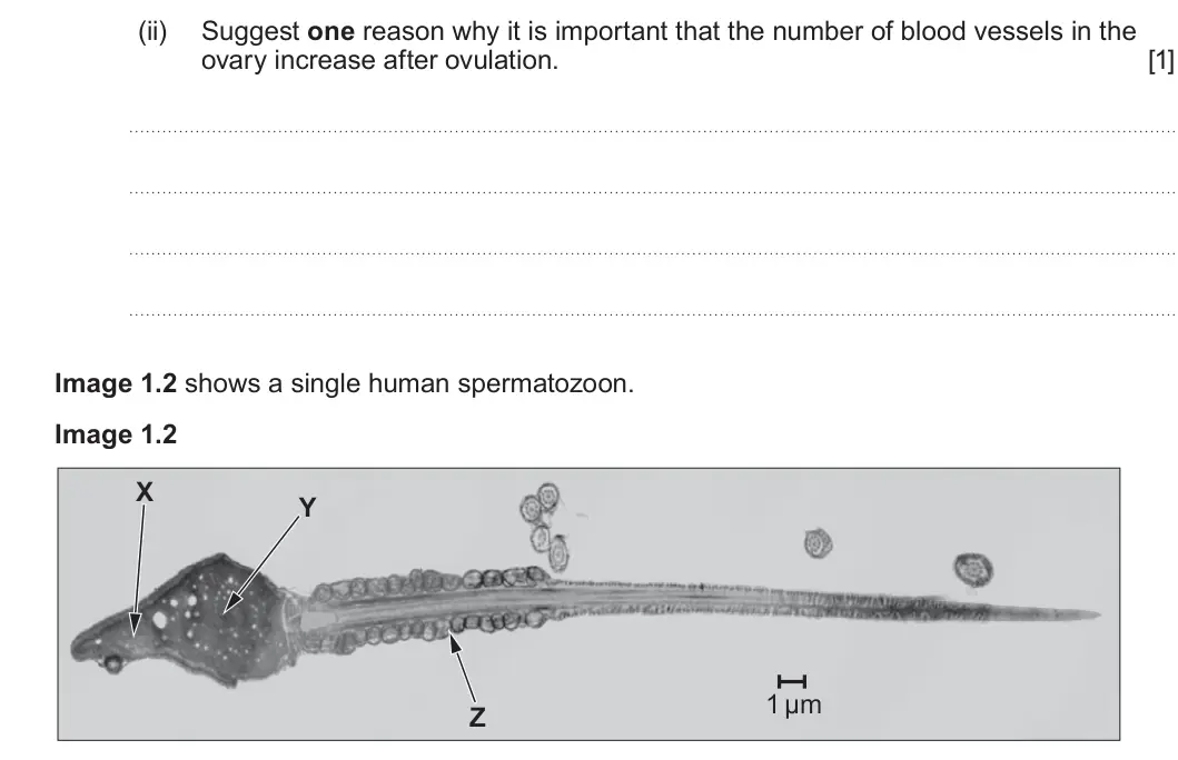 Summer 2023 Unit 4, question 1(a)(ii): Suggest one reason why it is important that the number of blood vessels in the ovary increase after ovulation. [1] Image 1.2 shows a single human spermatozoon. 