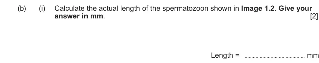 Summer 2023 Unit 4, question 1(b)(i): Calculate the actual length of the spermatozoon shown in Image 1.2. Give your answer in mm. [2] Length = mm
