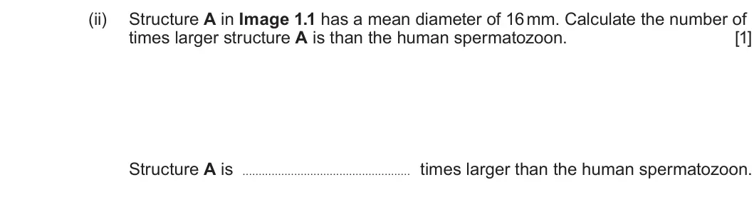 Summer 2023 Unit 4, question 1(b)(ii): Structure A in Image 1.1 has a mean diameter of 16 mm. Calculate the number of times larger structure A is than the human spermatozoon. [1] Structure A is times