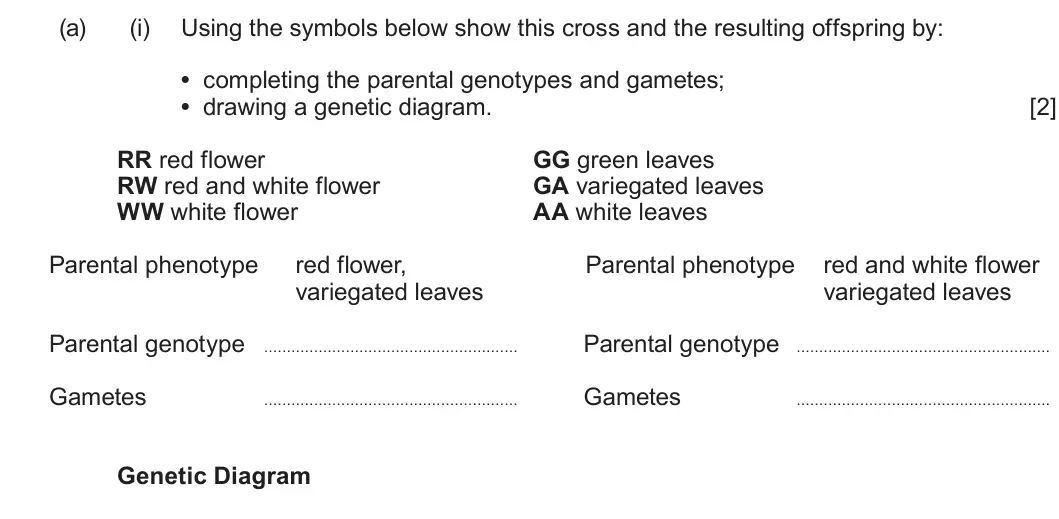 Summer 2023 Unit 4, question 3(a)(i): Using the symbols below show this cross and the resulting offspring by: • completing the parental genotypes and gametes; • drawing a genetic diagram. [2] RR red