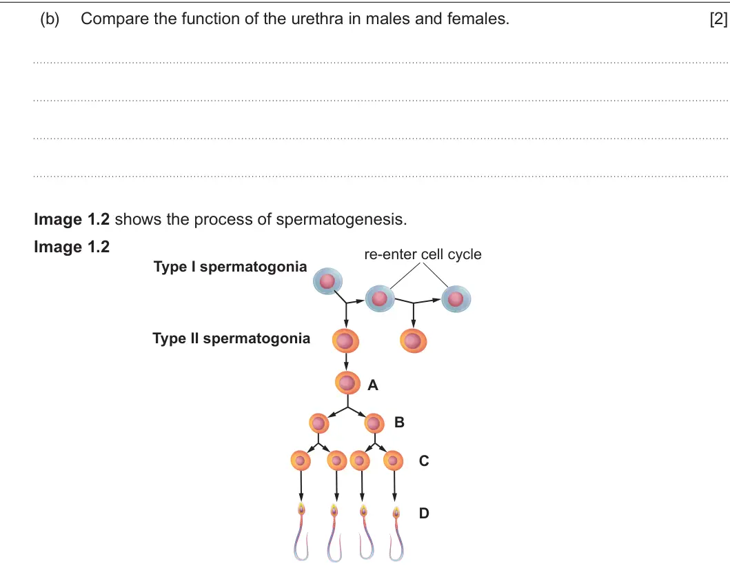 Summer 2024 Unit 4, question 1(b): Compare the function of the urethra in males and females. [2] Image 1.2 shows the process of spermatogenesis. Image 1.2 re-enter cell cycle Type I spermatogonia
