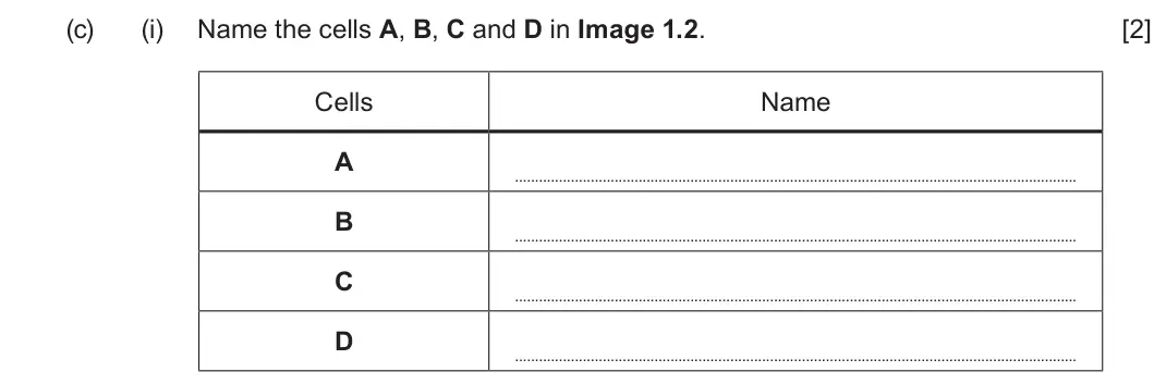 Summer 2024 Unit 4, question 1(c)(i): Name the cells A, B, C and D in Image 1.2. [2] Cells Name A B C D