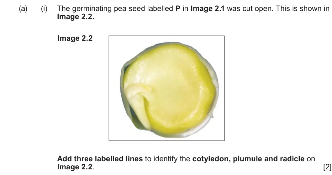 Summer 2024 Unit 4, question 2(a)(i): The germinating pea seed labelled P in Image 2.1 was cut open. This is shown in Image 2.2. Image 2.2 Add three labelled lines to identify the cotyledon, plumule