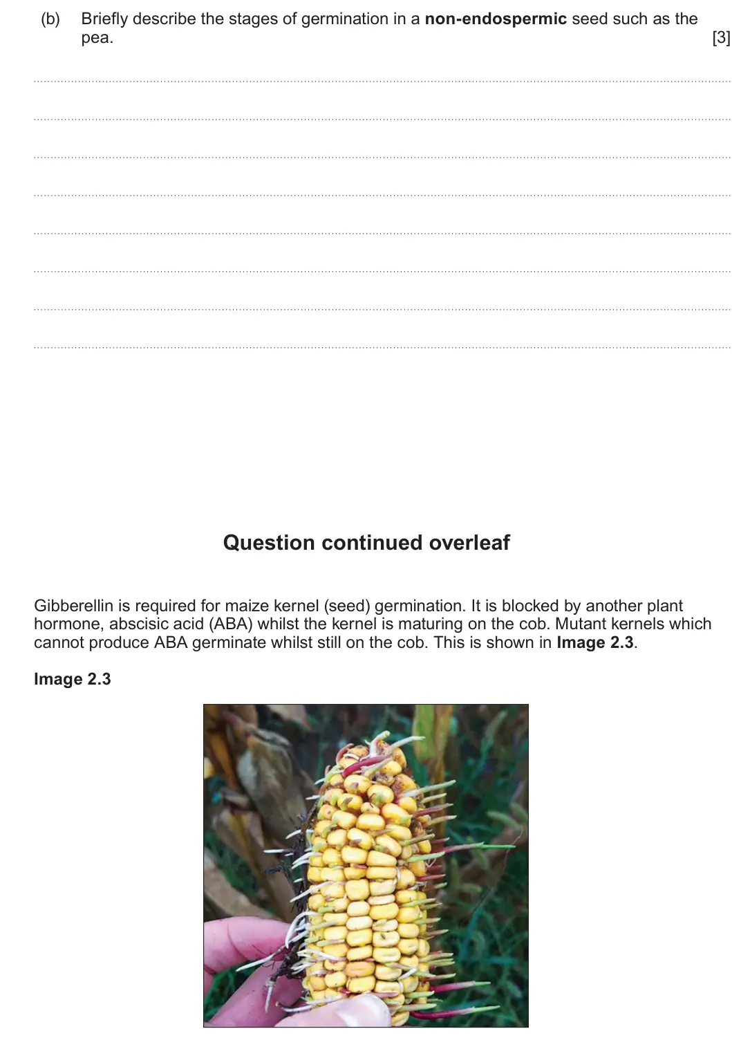 Summer 2024 Unit 4, question 2(b): Briefly describe the stages of germination in a non-endospermic seed such as the pea. [3] Question continued overleaf Gibberellin is required for maize kernel (