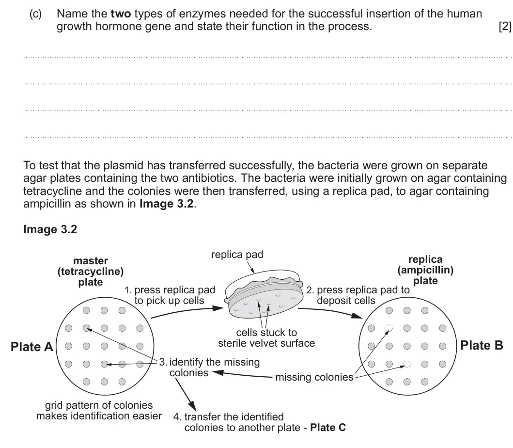 Summer 2024 Unit 4, question 3(c): Name the two types of enzymes needed for the successful insertion of the human growth hormone gene and state their function in the process. [2] To test that the