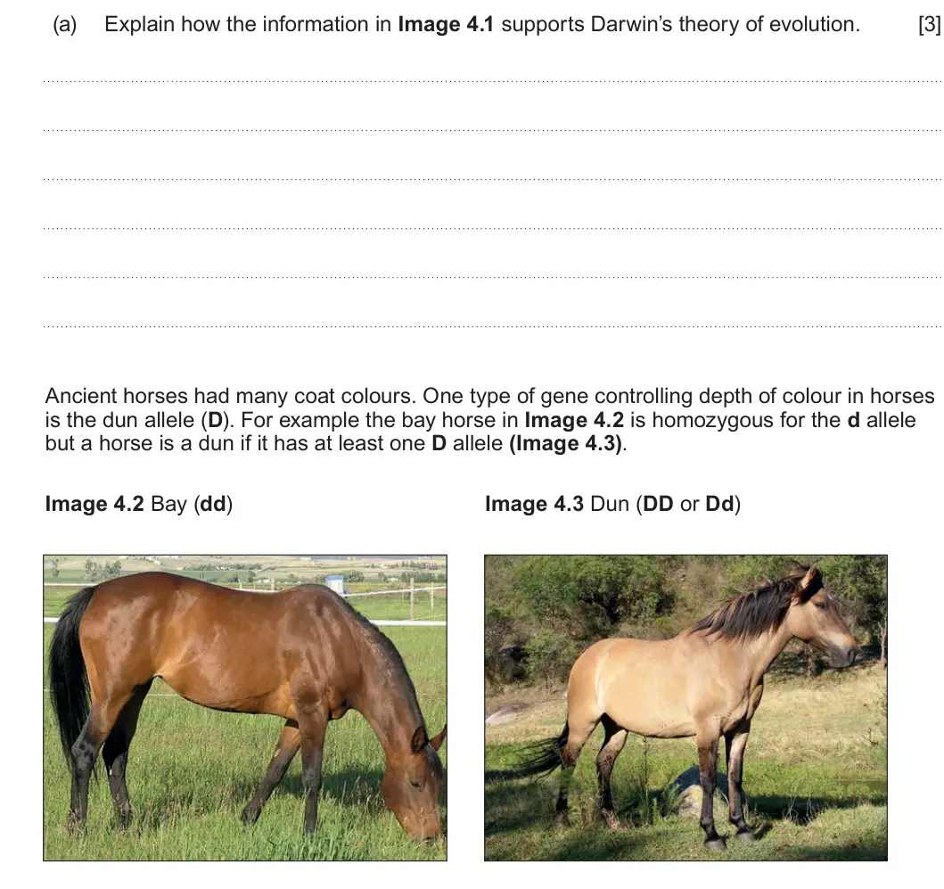 Summer 2024 Unit 4, question 4(a): Explain how the information in Image 4.1 supports Darwin’s theory of evolution. [3] Ancient horses had many coat colours. One type of gene controlling depth of 