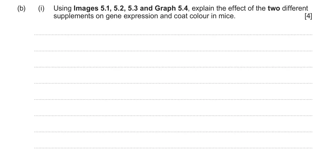 Summer 2024 Unit 4, question 5(b)(i): Using Images 5.1, 5.2, 5.3 and Graph 5.4, explain the effect of the two different supplements on gene expression and coat colour in mice. [4]