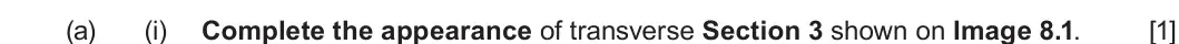 Summer 2024 Unit 4, question 8(a)(i): Complete the appearance of transverse Section 3 shown on Image 8.1. [1]
